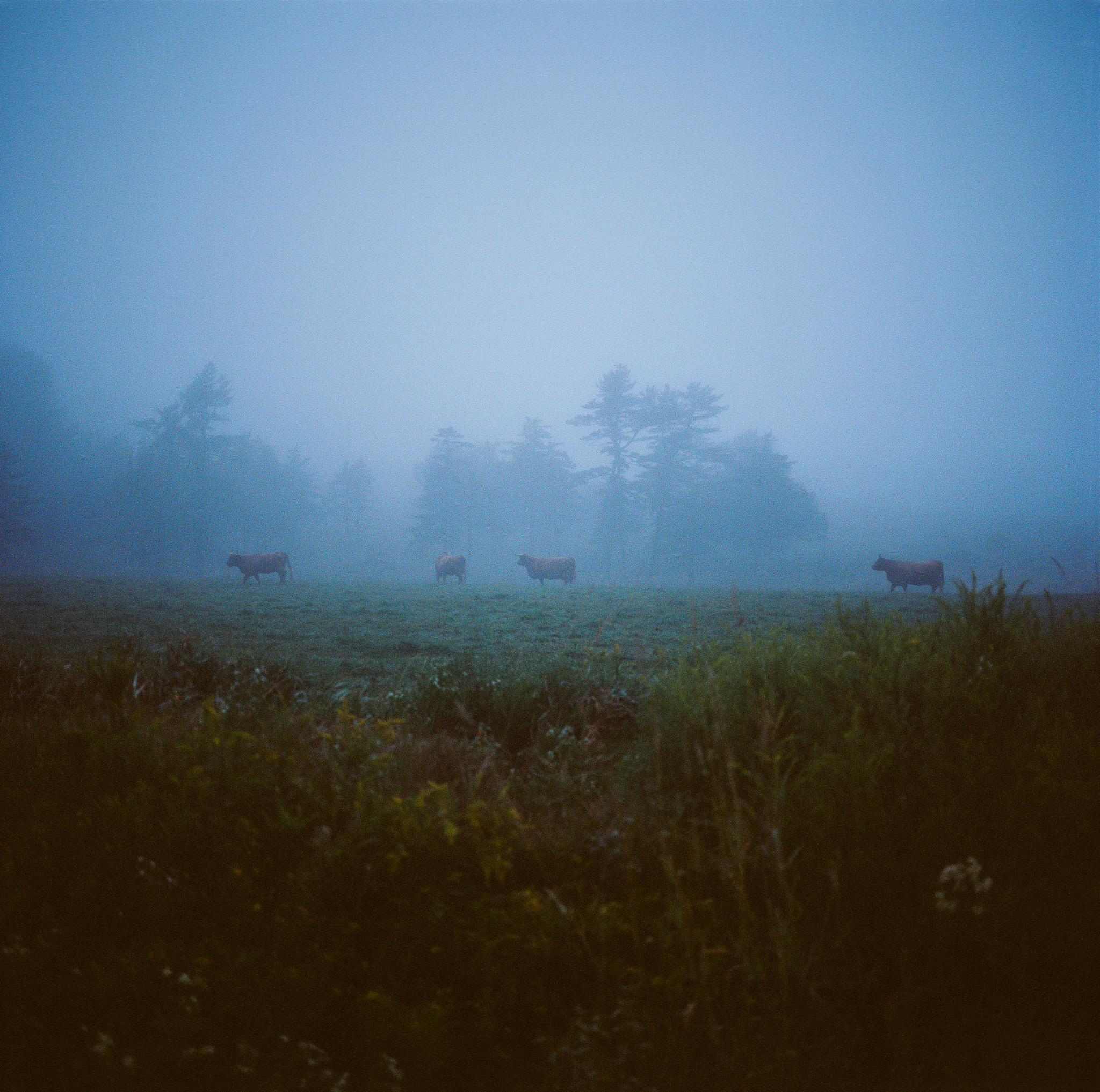 Highland Cattle